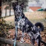 Coastal – Correa Reflectante para Perros con Cierre de Tijera K9 Explorer Marrón - Imagen 4