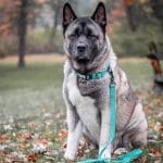 Coastal – Correa Reflectante para Perros con Cierre de Tijera K9 Explorer Marrón - Imagen 5