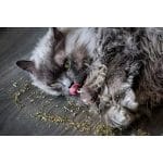 Suplemento Catnip 100% Natural para Gatos en Tabletas 28g - Marca Noba Bliss - Imagen 3