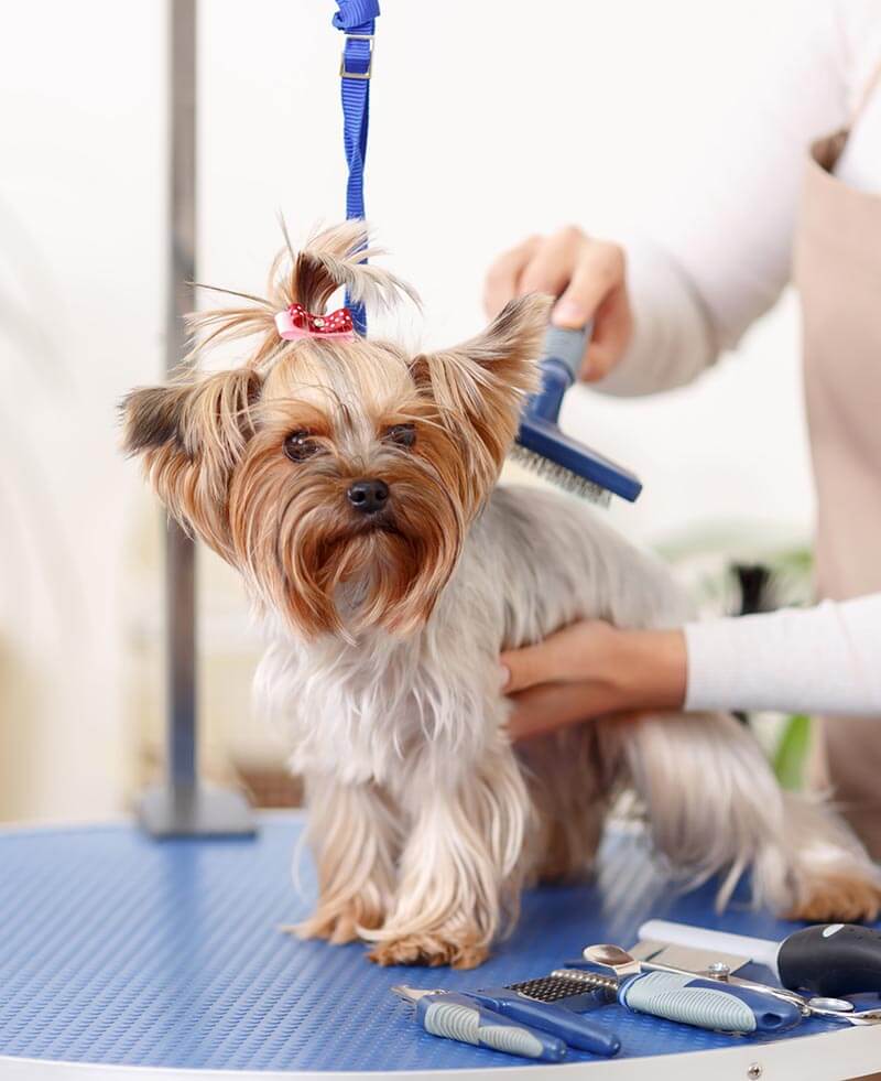 Servicio de Peluquería pets planet