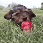 Pasta Para Cachorros - KONG Easy Treat 8onzas - Imagen 7